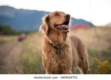 Gorgeous Young Golden Retriever Dog Standing In Field And Sitting In A Meadow With A Blurred Background While Looking As If Contemplating Life. Purebred With A Happy And Excited Friendly Personality.