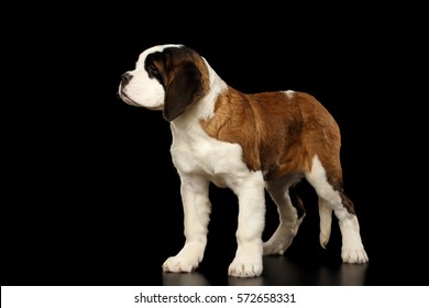 Gorgerous Saint Bernard Puppy Standing On Isolated Black Background, Side View