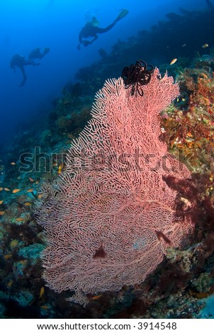 Gorgonian coral with divers