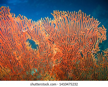 Gorgonian Fan Coral (Annella Mollis) Underwater nearby Koh Lipe, Thailand