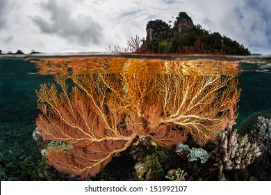 A Gorgonian Grows In Extremely Shallow Water Near The Island Of Misool In Raja Ampat, Indonesia.  This Area Is Known For Its Spectacular Marine Biodiversity And Great Scuba Diving.