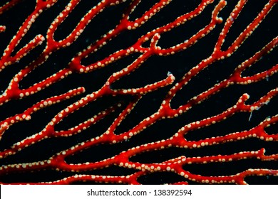A gorgonian grows on a coral reef in the Coral Triangle.  This area of the western Pacific is known for its exceptionally high marine biological diversity.
