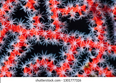 Gorgonian Open Polyps Sea Fan