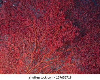 Gorgonian Sea Fan