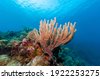 gorgonian coral