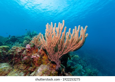Gorgonian sea rod coral (Eunicea calyculata) Roatan, Honduras - Shutterstock ID 1922253275