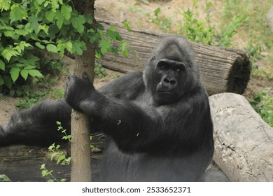 Gorila Toni .Western lowland gorilla holding onto a tree and gazing off to the side in the Kyiv Zoo. Captures the thoughtful expression and natural behavior of the endangered primate in a controlled e - Powered by Shutterstock