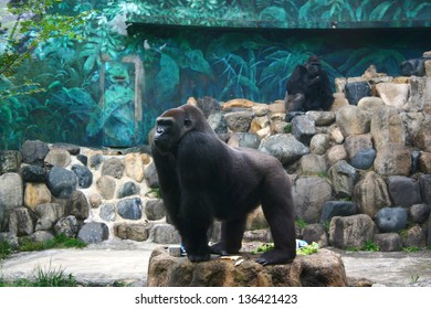 The Gorilla