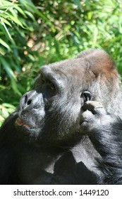 gorilla