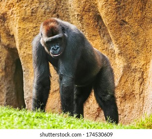Gorilla 