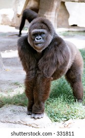 Gorilla