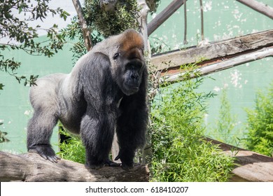 Gorilla