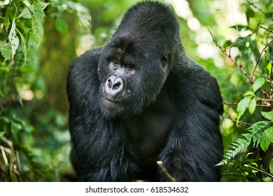 gorilla