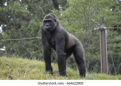 Gorilla