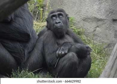 Gorilla Stock Photo 664629982 | Shutterstock