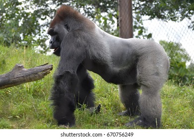 Gorilla
