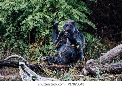 gorilla 
