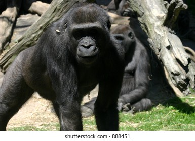 Gorilla