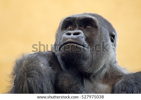 Similar – Image, Stock Photo gorilla Monkeys Gorilla