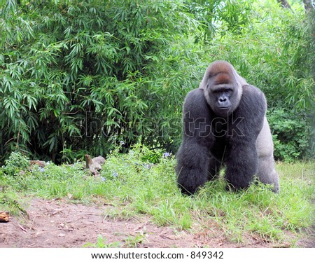 Gorilla