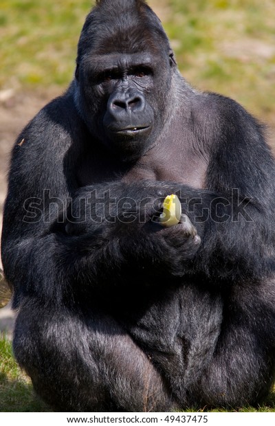 20x1440p 329 gorilla image