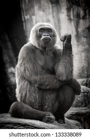 Gorilla From Audubon Zoo - Binti Posing