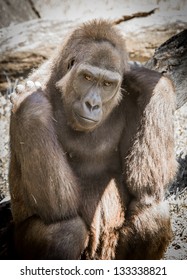 Gorilla At Audubon Zoo - Praline