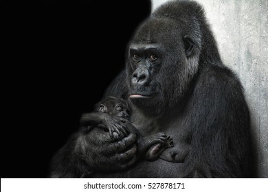 Gorilla Baby Images Stock Photos Vectors Shutterstock