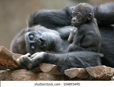 Gorilla With Baby, Mother And Child, Inseparable