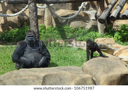 Gorilla and baby sitting on the grass at the zoo