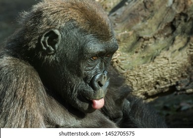 Gorilla Baby Sticking Tongue Out