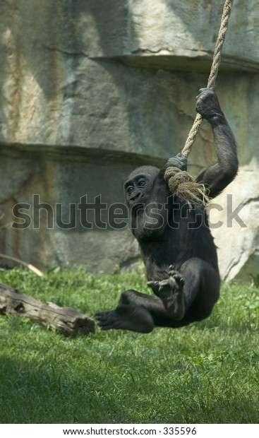 gorilla baby swing