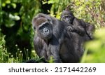 Gorilla with Baby Gorilla walking in the jungle. Bokeh Background Blurred.