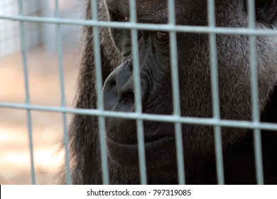 gorilla crate