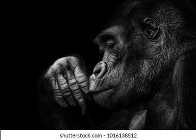 gorilla black background