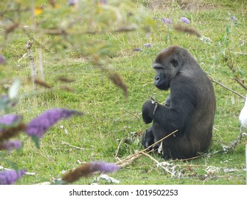 Gorilla At Blackpool Zoo