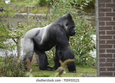 Gorilla At Blackpool Zoo