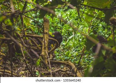 Gorilla, Bwindi Impenetrable National Park, Uganda