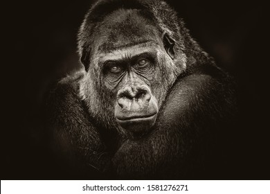 980 Gorilla dark background Images, Stock Photos & Vectors | Shutterstock