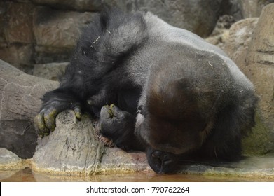 Gorilla Drinking Water Stock Photo 790762264 Shutterstock   Gorilla Drinking Water 260nw 790762264 