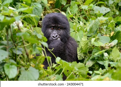 Gorilla Eating 