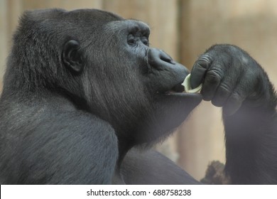 Gorilla Eating