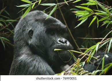 Gorilla Eating