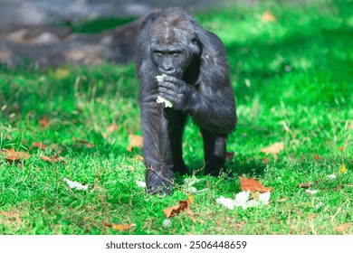 Gorilla is eating leaves in a grassy field. Baby gorilla enjoying its meal in the outdoors - Powered by Shutterstock