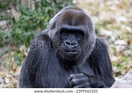 Gorilla eating and looking at camera