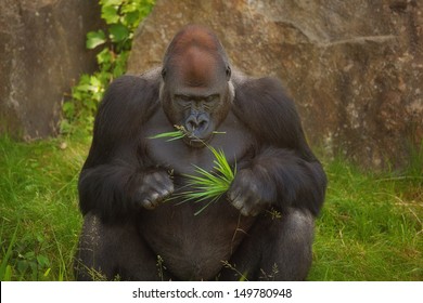 Gorilla Eating Some Grass