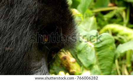 Gorilla Eyes Close Up Rwandan Jungle Stock Photo Edit Now