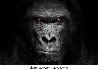 Gorilla face , mammal animal eyes , black white wildlife isolated - Shutterstock ID 2091699493