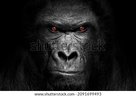 Gorilla face , mammal animal eyes , black white wildlife isolated
