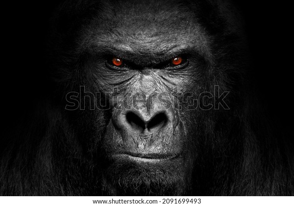 Gorilla face , mammal animal eyes , black white\
wildlife isolated